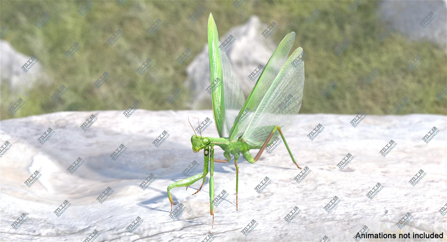 images/goods_img/2021040163/3D European Mantis Rigged with Fur model/5.jpg